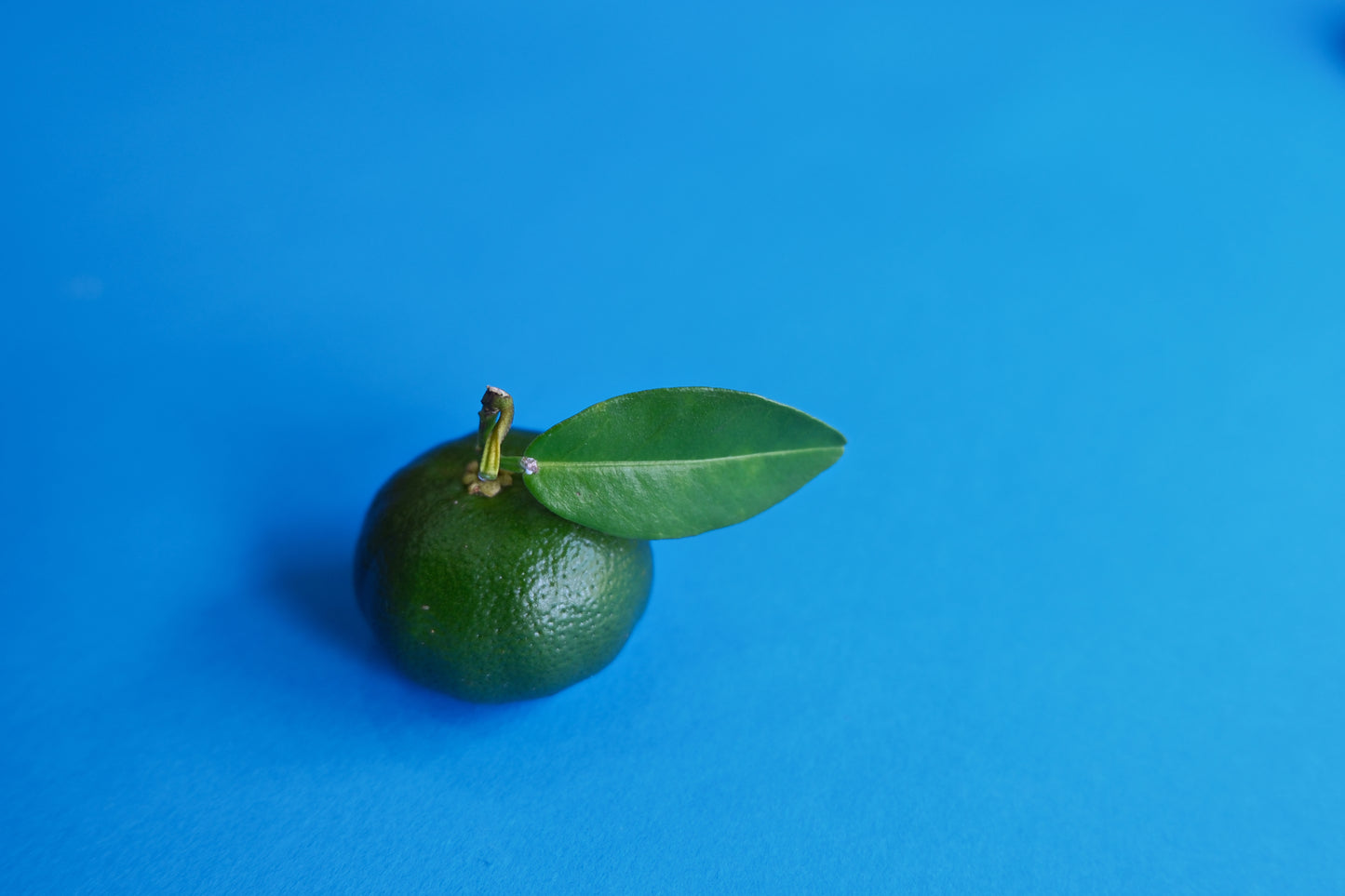 迷你水果餅禮盒